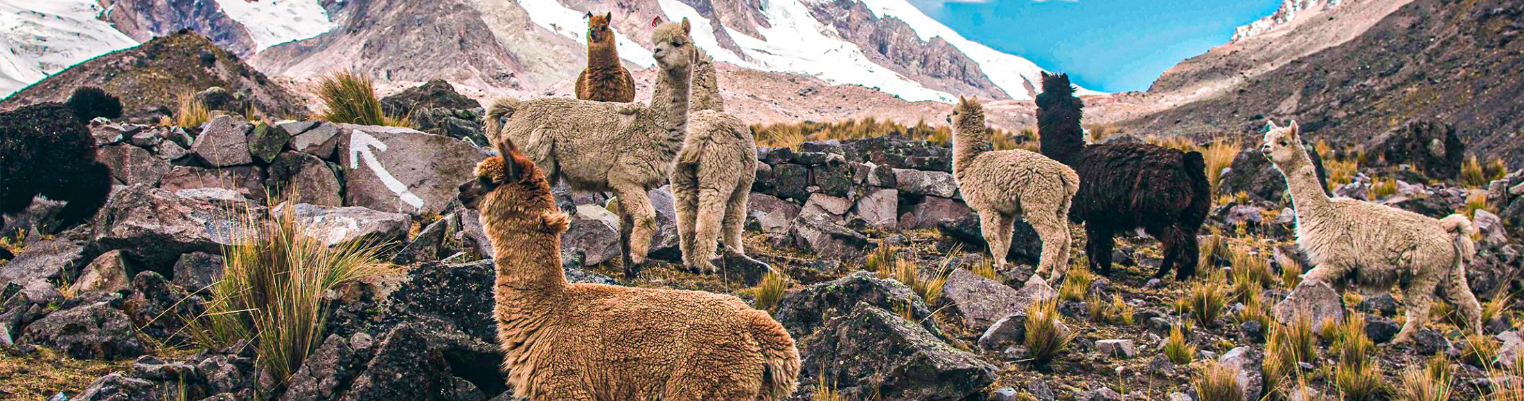 Machu Picchu 4D3N Viajero (Cultural Aventura Tendencia)  desde Colombia